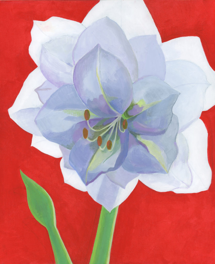 Vit-amaryllis-rod-web